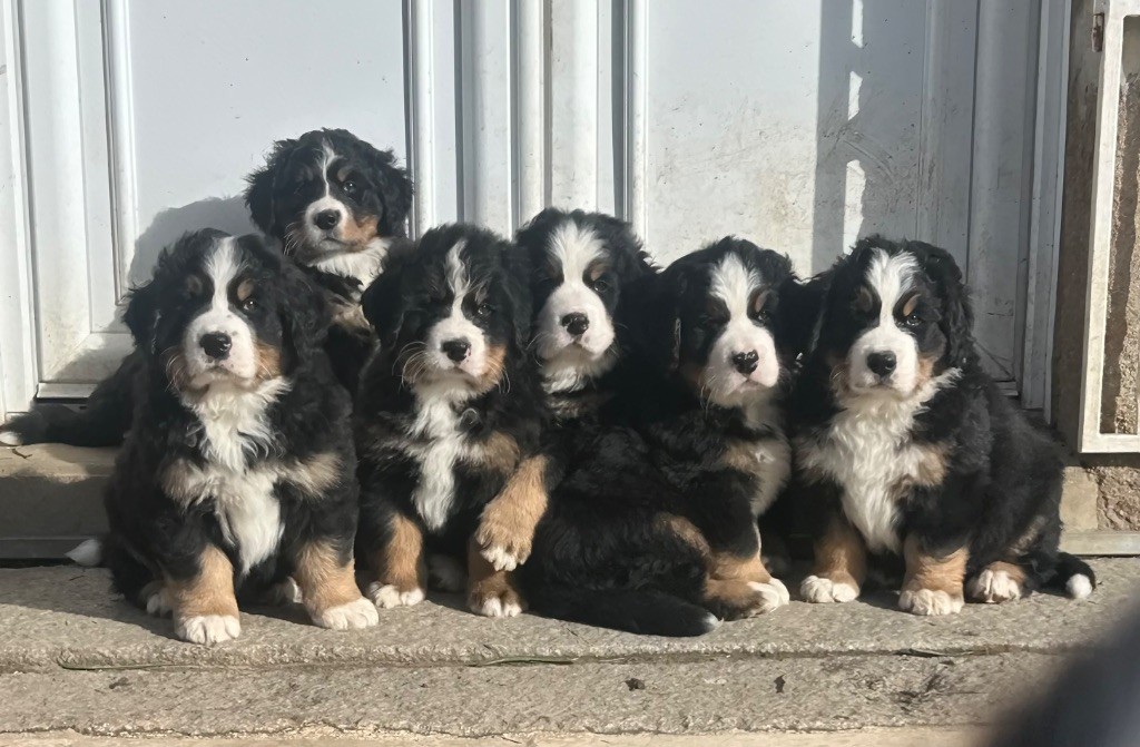 De La Ferme D'uzes - 7 semaines pour les bébés jolis !