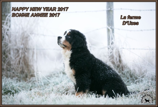 De La Ferme D'uzes - Bonne année 2017 ! 