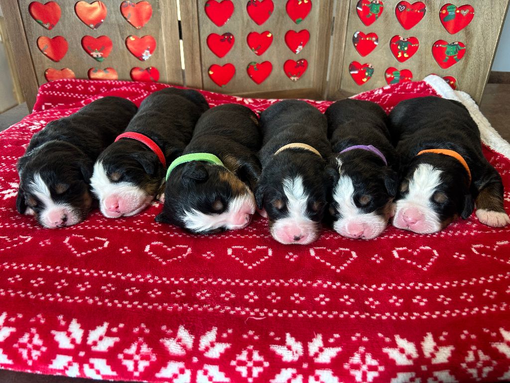 De La Ferme D'uzes - une semaine pour les bébés !