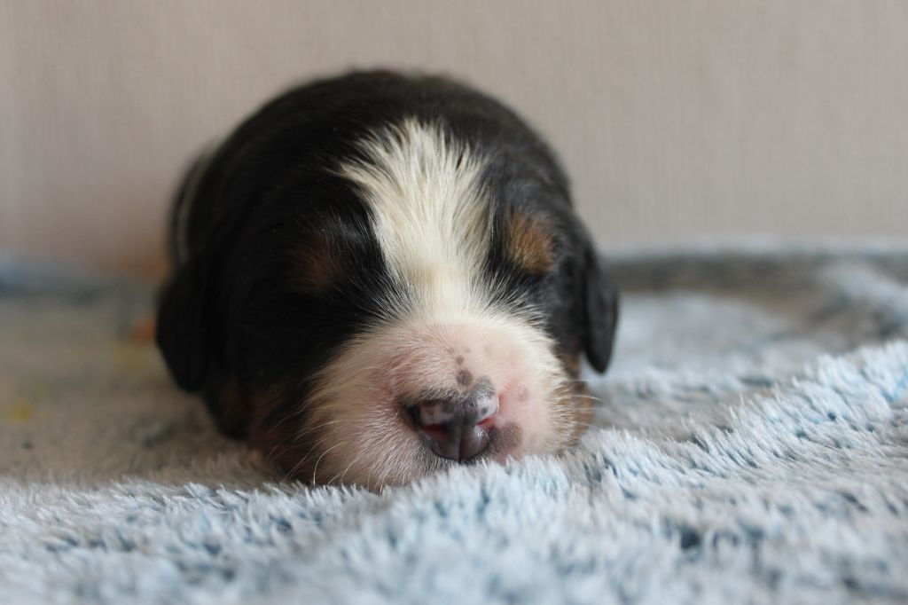 De La Ferme D'uzes - les photos des bébés de Mumm et Flame 