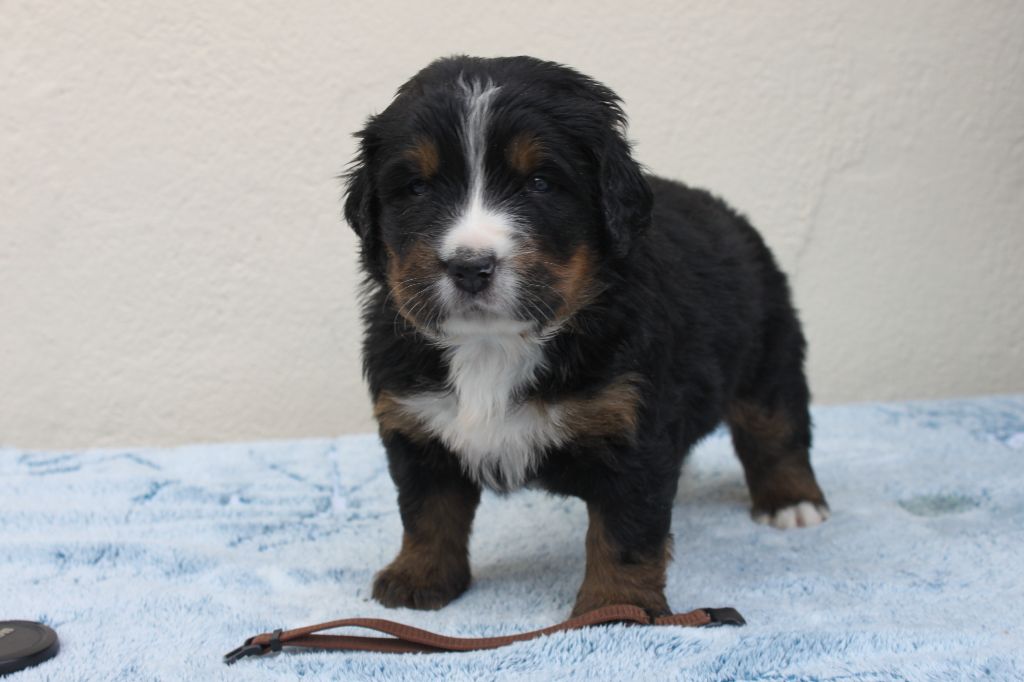 De La Ferme D'uzes - les chiots de Flame 22 jours