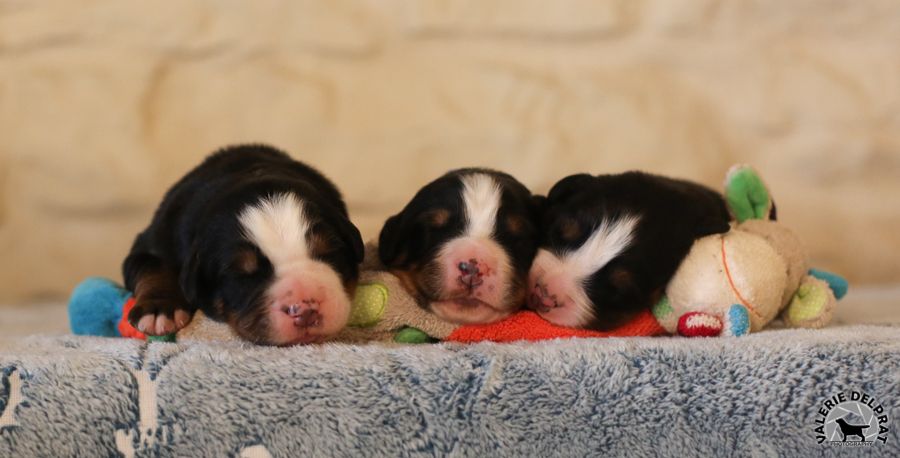 De La Ferme D'uzes - les mignons 1 semaines !