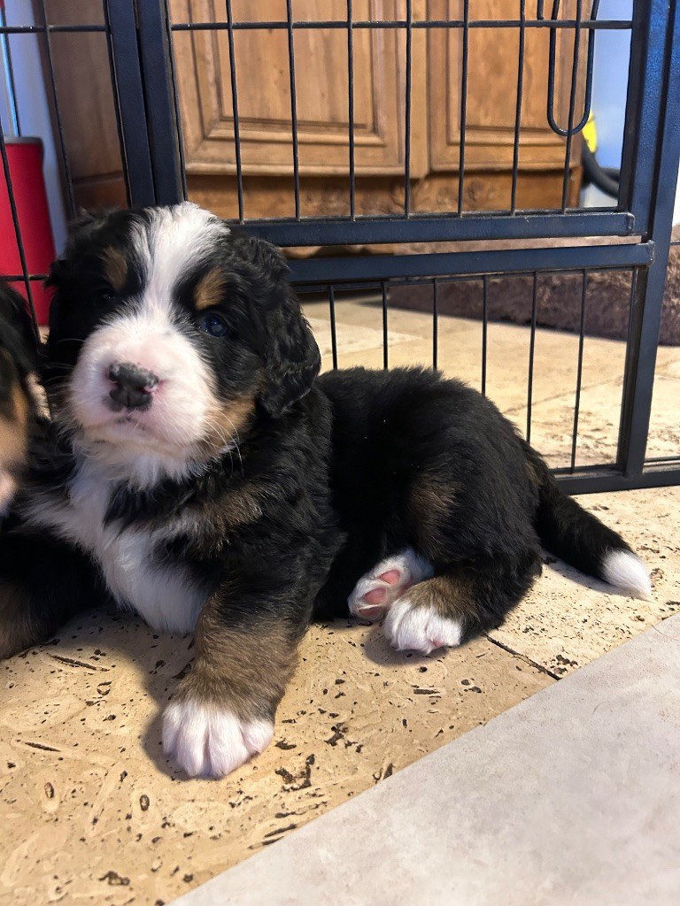 De La Ferme D'uzes - Chiot disponible  - Bouvier Bernois