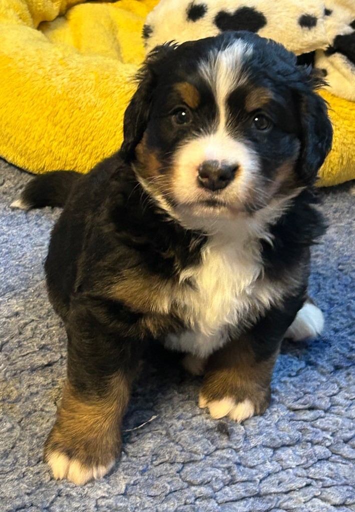 De La Ferme D'uzes - Chiot disponible  - Bouvier Bernois