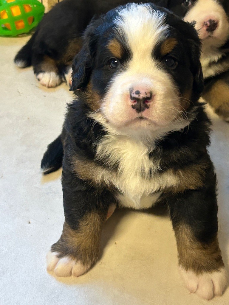 De La Ferme D'uzes - Chiot disponible  - Bouvier Bernois