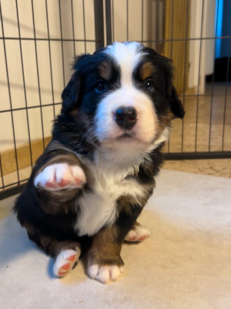 De La Ferme D'uzes - Chiot disponible  - Bouvier Bernois