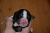 CHIOT f rose 38 jours