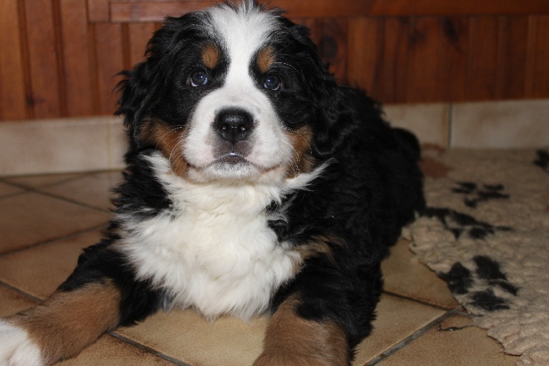 Failabelle De La Ferme D'uzes