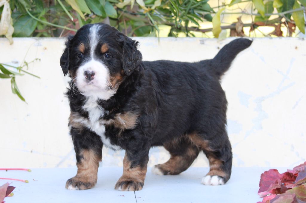 De La Ferme D'uzes - les petits Chablis et flame 1 mois